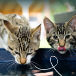Yarrah Bio Kattensnack Mini - 4.25 euro
