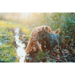 Edgard & Cooper Hondenvoer Droog Bio Rund - Bio Kip 2,5 kg