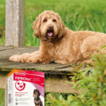 Beaphar Fiprotec Anti Teken- en Vlooiendruppels Hond 2 - 10 kg - 19.55 euro
