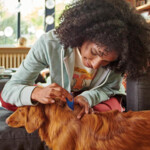 Beaphar Fiprotec Anti Teken- & Vlooiendruppels Hond 40 - 60 kg - 24.25 euro