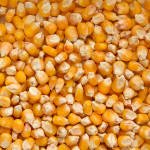 Beyers Cribbs Maïs 25 kg
