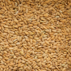 Beyers Rijst Paddy 20 kg