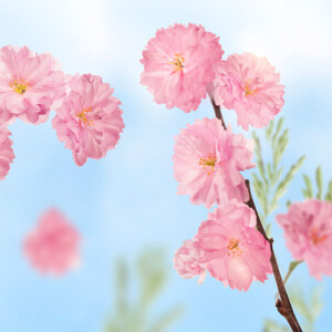 6x Kneipp Badkristallen Favourite Time Cherry Blossom - 37.47 euro
