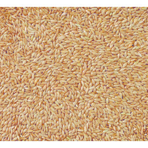Deli Nature Witzaad - Kanariezaad 86 - 37.29 euro