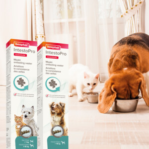 Beaphar IntestoPro Pasta Kat - Hond tot 15 kg 20 ml