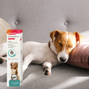 Beaphar IntestoPro Pasta Hond vanaf 15 kg 20 ml