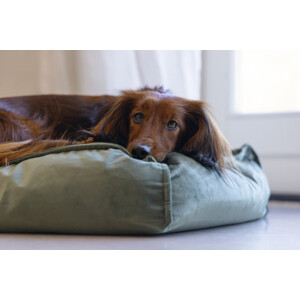 Designed by Lotte Ligkussen Nalino Hond Groen 70 x 55 x 15