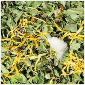 JR Farm Paardenbloemen 100 gr