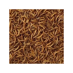 HobbyFirst Meelwormen 1 kg