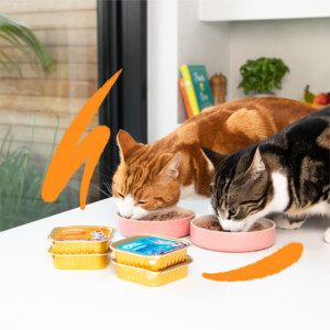 16x Edgard & Cooper Kattenvoer Adult Pate Zalm - Kip 85 gr
