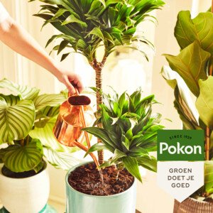 Pokon Kokos Potgrond Kamerplanten Compact - 4.99 euro