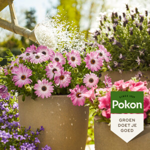 Pokon Plantenvoeding Terras & Balkon - 6.09 euro