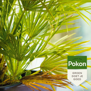 3x Pokon Tegen Hardnekkige Insecten Concentraat 'Polysect' Biologisch - 50.36 euro
