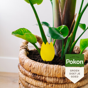 Pokon Vangplaatjes tegen Potgrondvliegjes Biologisch - 8.19 euro