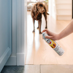Home Defense Mieren en Kruipend Ongedierte Spray - 10.99 euro