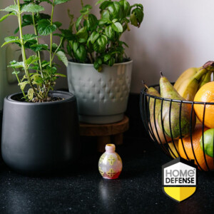 Home Defense Fruitvliegjesval - 6.79 euro