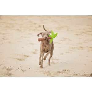 Beeztees Pluche Hondenspeelgoed Palmboom 30 cm