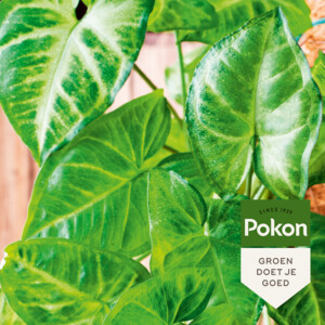 Pokon Bladglans - 6.19 euro
