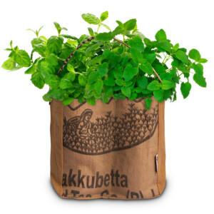Baza Duo-Tuintje Mojito Bio Munt En -Citroenmelisse - 5.65 euro