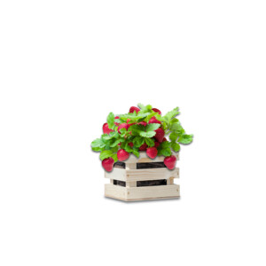 Baza Garden Box Strawberry Extra Zoete Aardbei - 6.25 euro