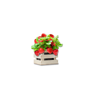 Baza Garden Box Strawberry Reuze Aardbei - 6.25 euro