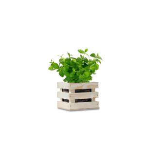 Baza Garden Box Bio Munt - 6.25 euro