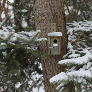 Esschert Design Nestkast Winterkoning Naturel - 9.25 euro