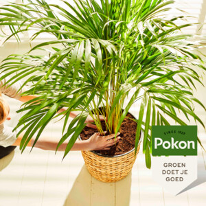 Pokon Potgrond Palmen - 7.59 euro