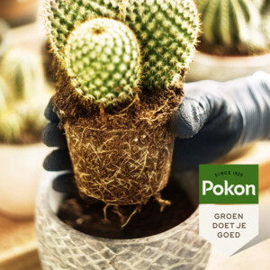 5x Pokon RHP Potgrond Cactus - 28.65 euro