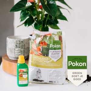 Pokon RHP Anthurium Potgrond Anthurium - 5.99 euro
