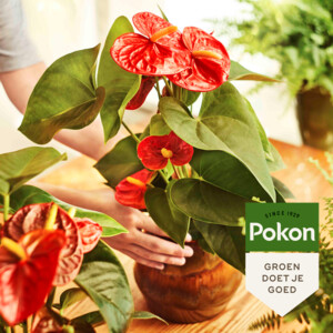 Pokon Planten Voeding Anthurium - 5.59 euro