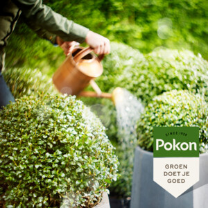 Pokon Buxus en Ilex Mest - 5.55 euro