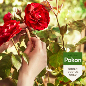 Pokon Rozen Mest - 6.15 euro