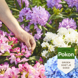 Pokon Rhododendron, Hortensia en Azalea Mest - 7.59 euro