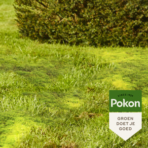 Pokon Mos Weg voor 100 m2 - 24.99 euro