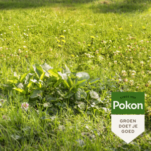 Pokon Onkruid Weg voor 120 m2 - 31.16 euro
