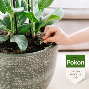 Pokon Biologische Kuur Voor Weerbare en Gezonde Planten Capsules - 5.98 euro