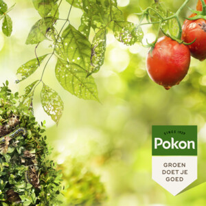 Pokon Biologische Kuur Voor Weerbare en Gezonde Planten Concentraat - 12.99 euro