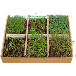 Buzzy Starterskit Kweekset Culinary Edible Flowers - 6.95 euro