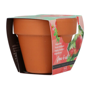Buzzy Groeicadeautje Aardbei - 1.09 euro