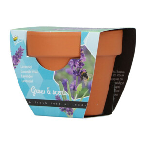 Buzzy Groeicadeautje Lavendel - 1.09 euro
