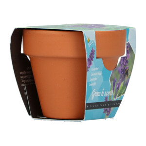 Buzzy Groeicadeautje Lavendel - 1.09 euro