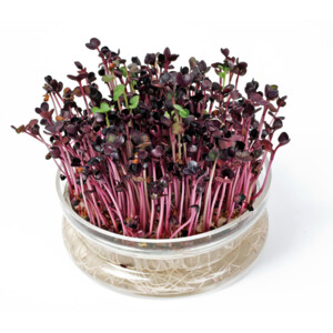 Buzzy Kweekset Glazen Bowl met Rucola Biologisch - 7.59 euro