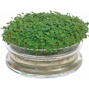 Buzzy Kweekset Glazen Bowl met Rucola Biologisch - 7.59 euro
