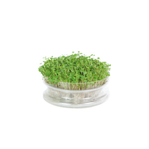 Buzzy Kweekset Glazen Bowl met Rucola Biologisch - 7.59 euro