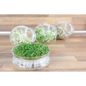 Buzzy Kweekset Glazen Bowl met Rucola Biologisch - 7.59 euro