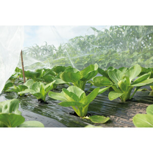 SOGO Insectengaas 2,1 x 4.5 m - 17.99 euro