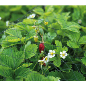 SOGO Tuinnet 2 x 5 m - 3.19 euro