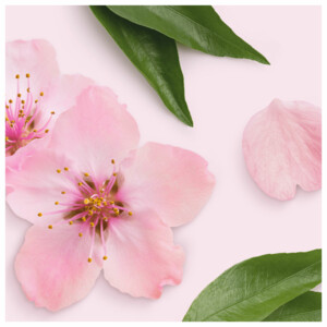 Mr. Propre Allesreiniger Sakura Bloesems - 4.49 euro