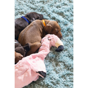 Beeztees Pup Flatino Flamingo Fe Roze 